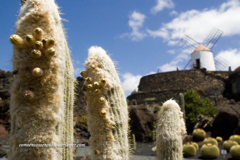 Lanzarote la isla de los volcanes