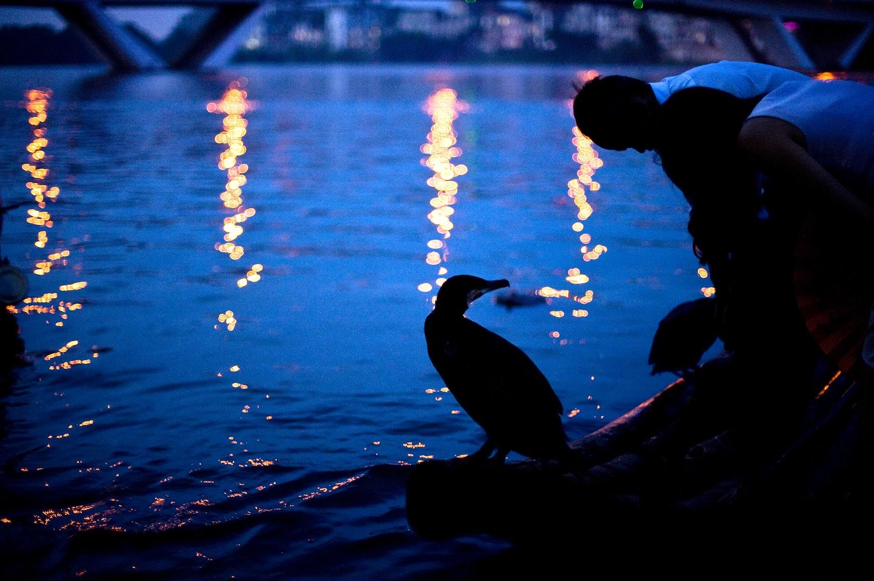 Pesca con cormoránes, pesca nocturna, Guilin, China