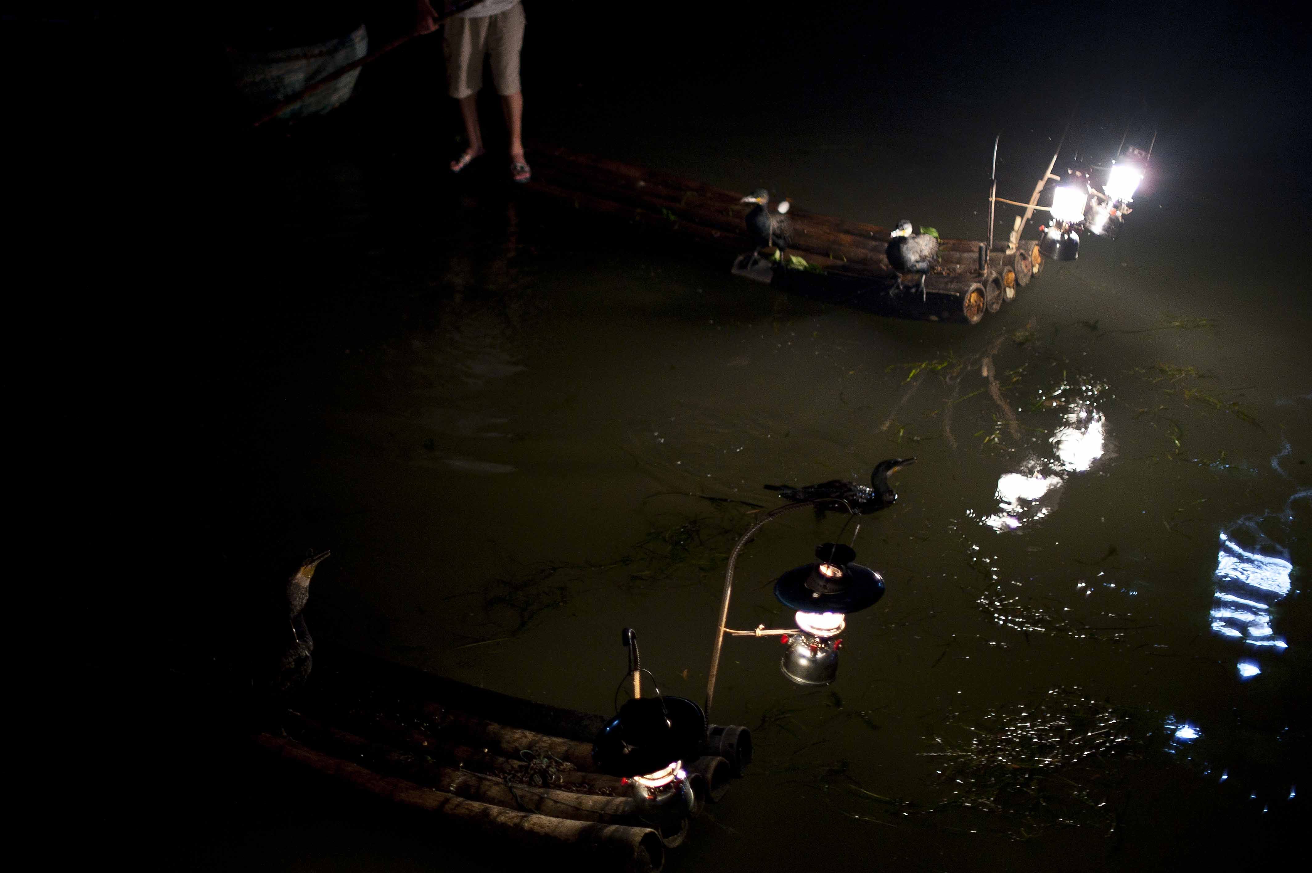 Pesca con cormoránes, pesca nocturna, Guilin, China