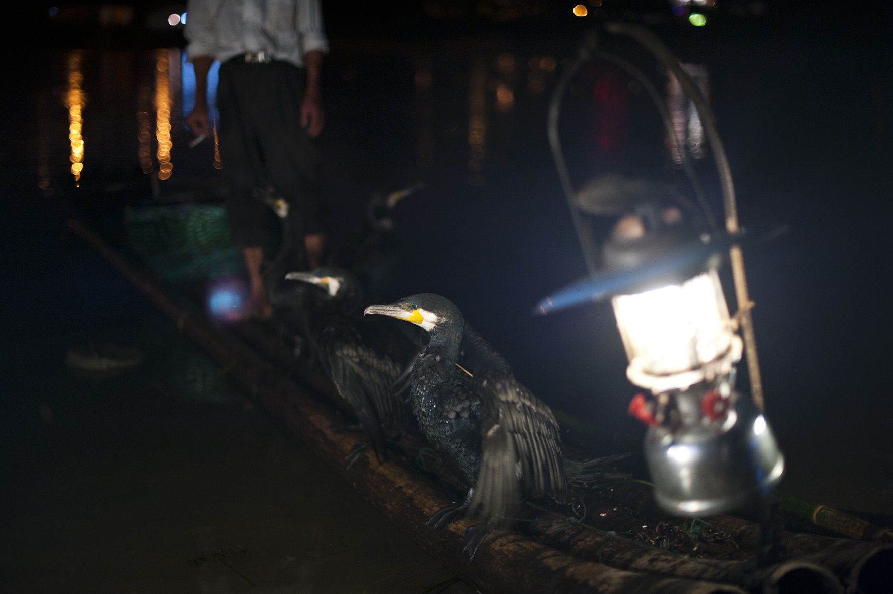 Pesca con cormoránes, pesca nocturna, Guilin, China