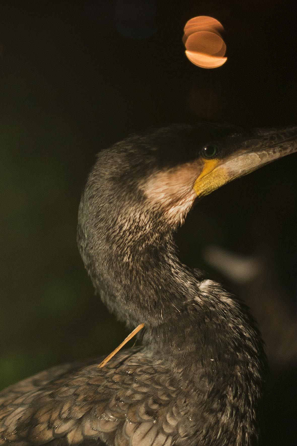 Pesca con cormoránes, pesca nocturna, Guilin, China