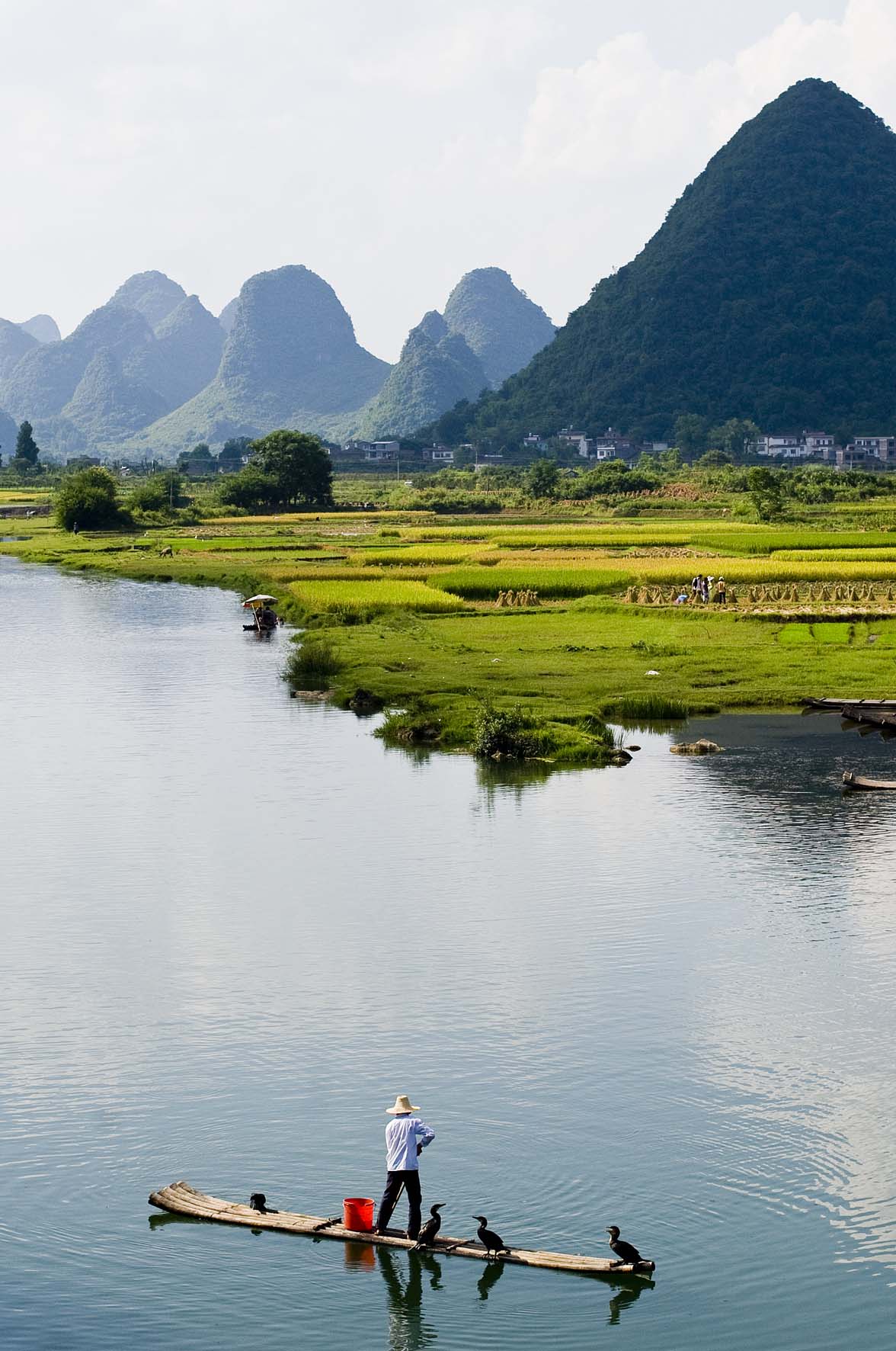 Pesca con cormoránes, Yangshuo, China