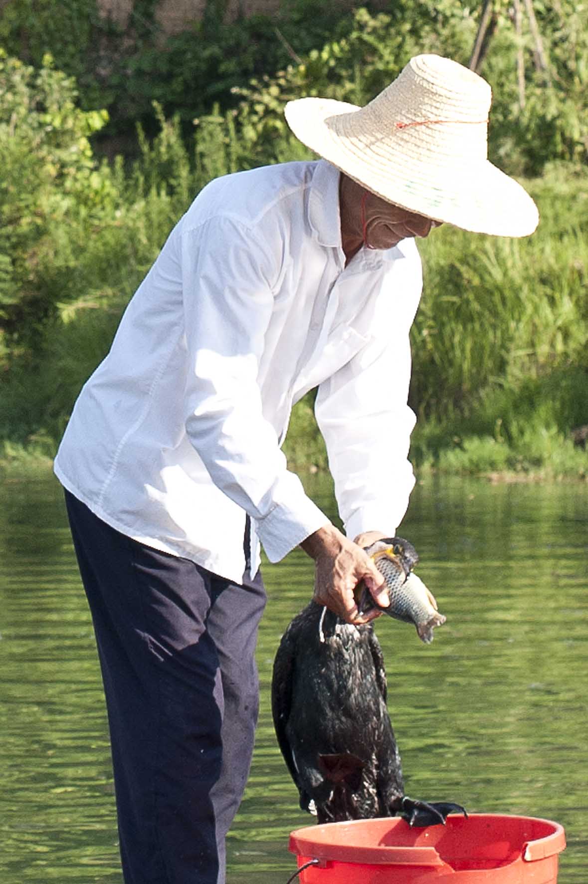 Pesca con cormoránes, Yangshuo, China