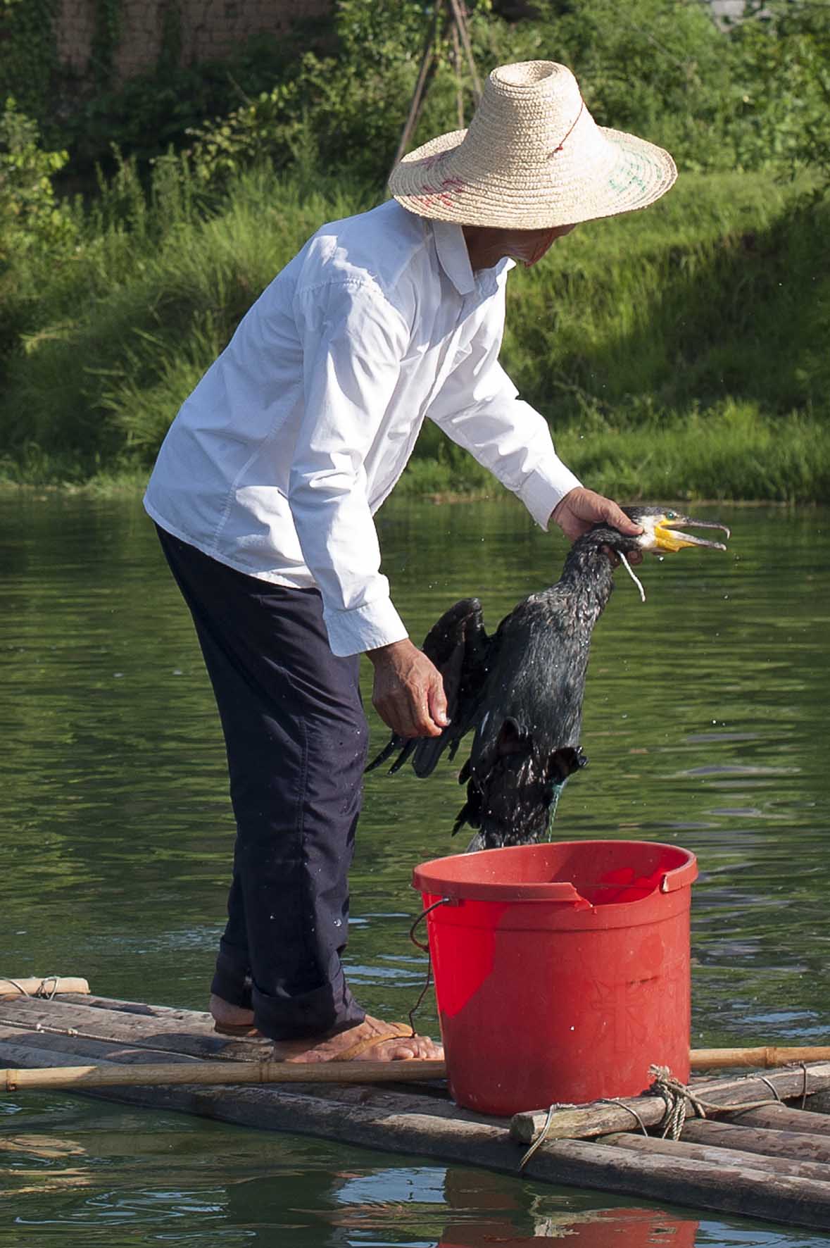 Pesca con cormoránes, Yangshuo, China