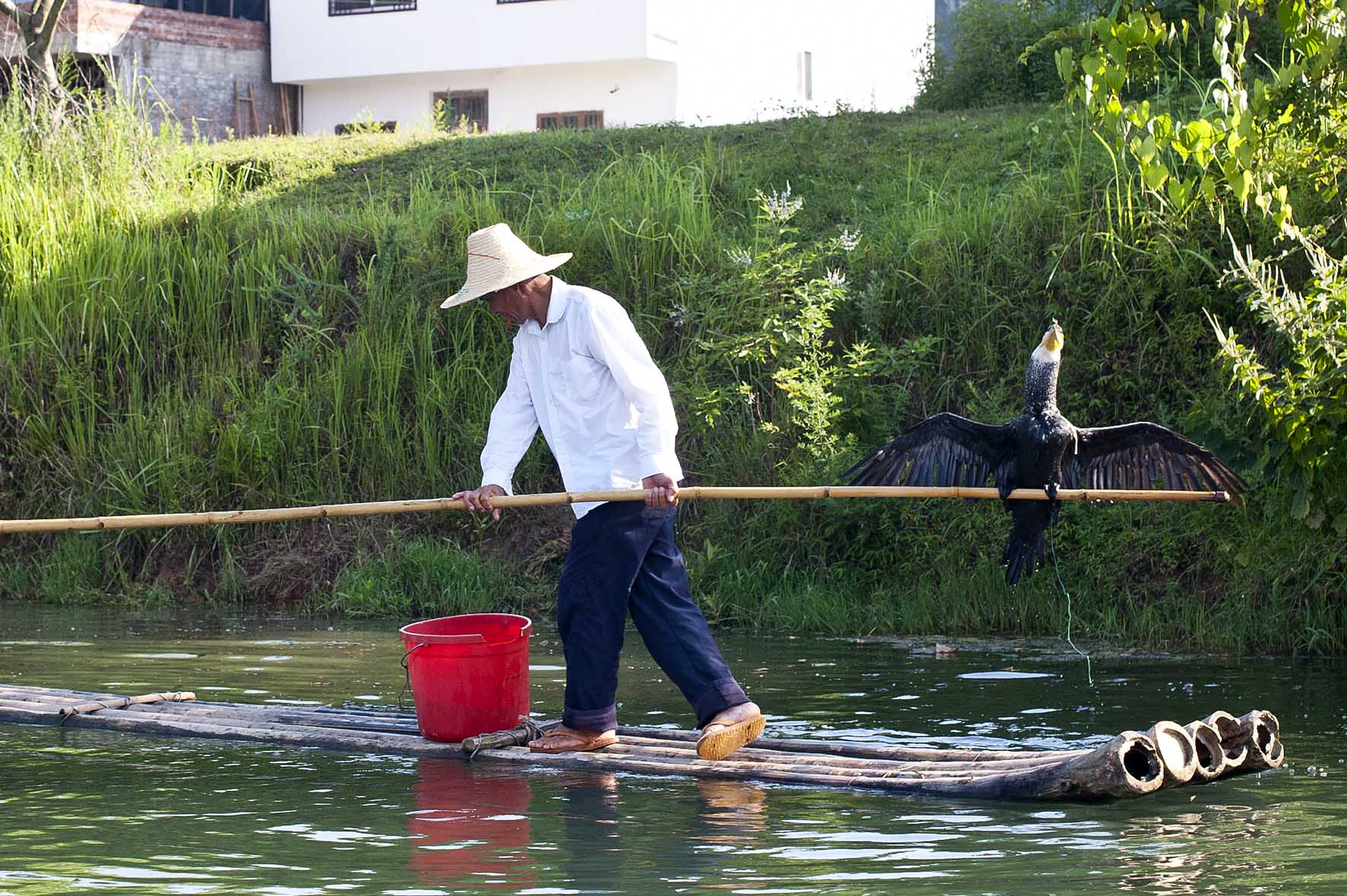 Pesca con cormoránes, Yangshuo, China