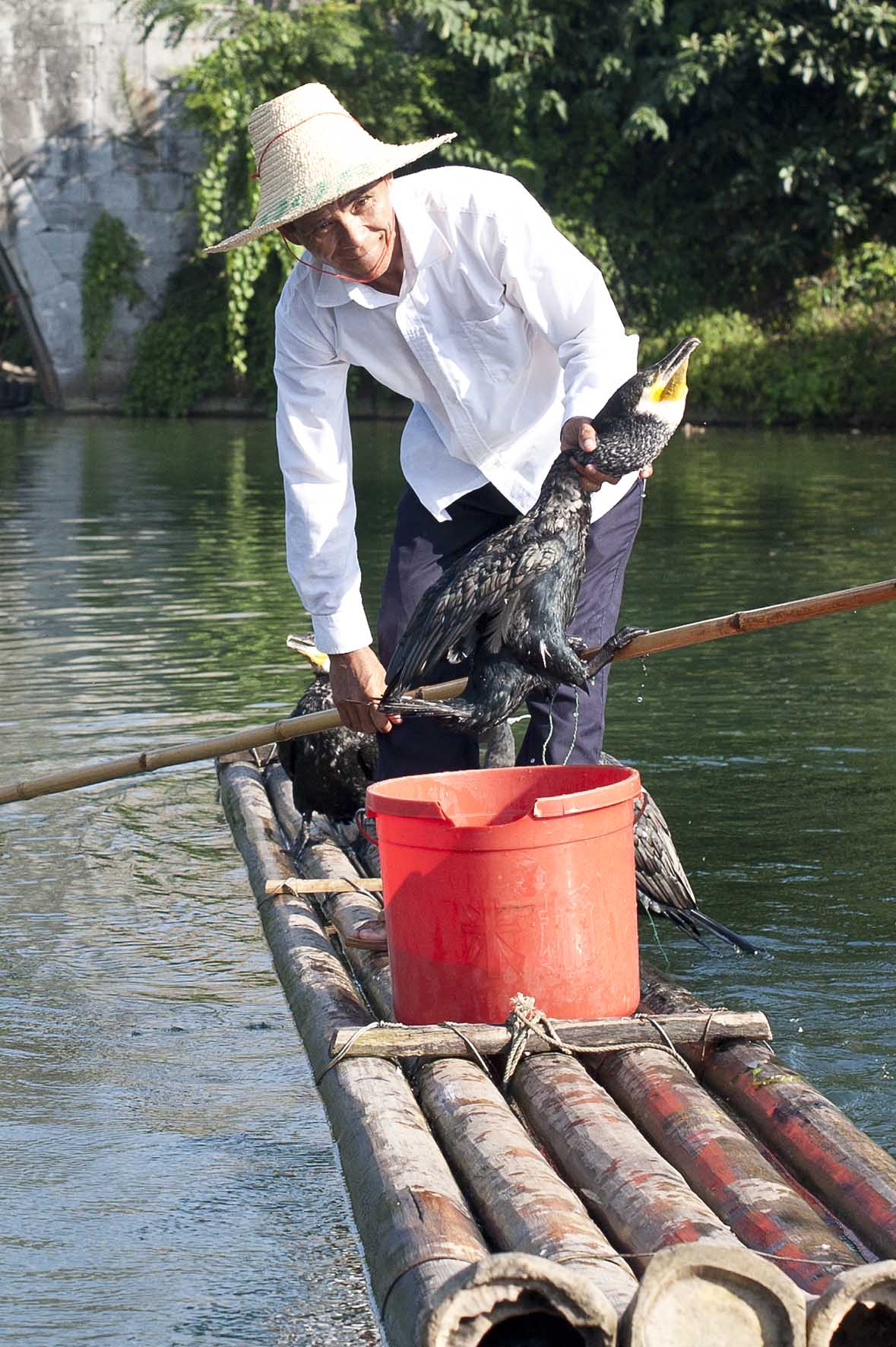 Pesca con cormoránes, Yangshuo, China