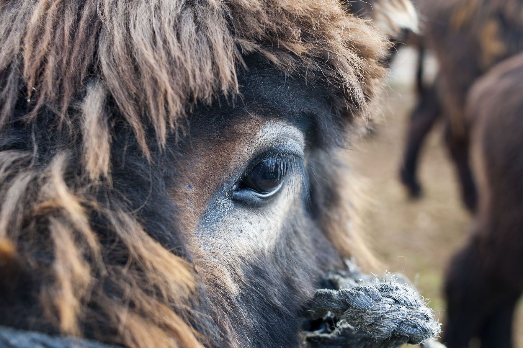 Burro  raza Zamorano Leonesa