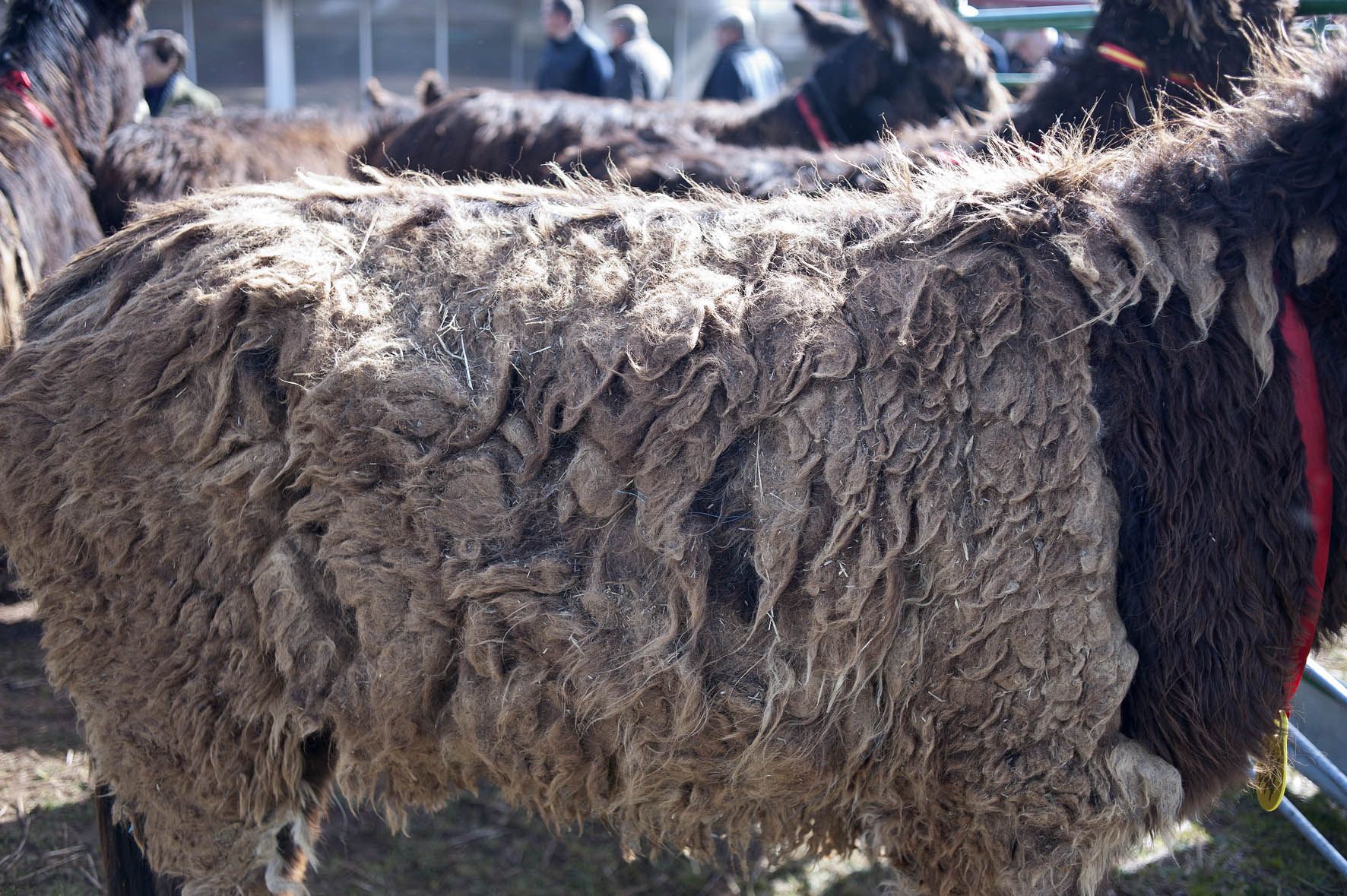 Burro  raza Zamorano Leonesa