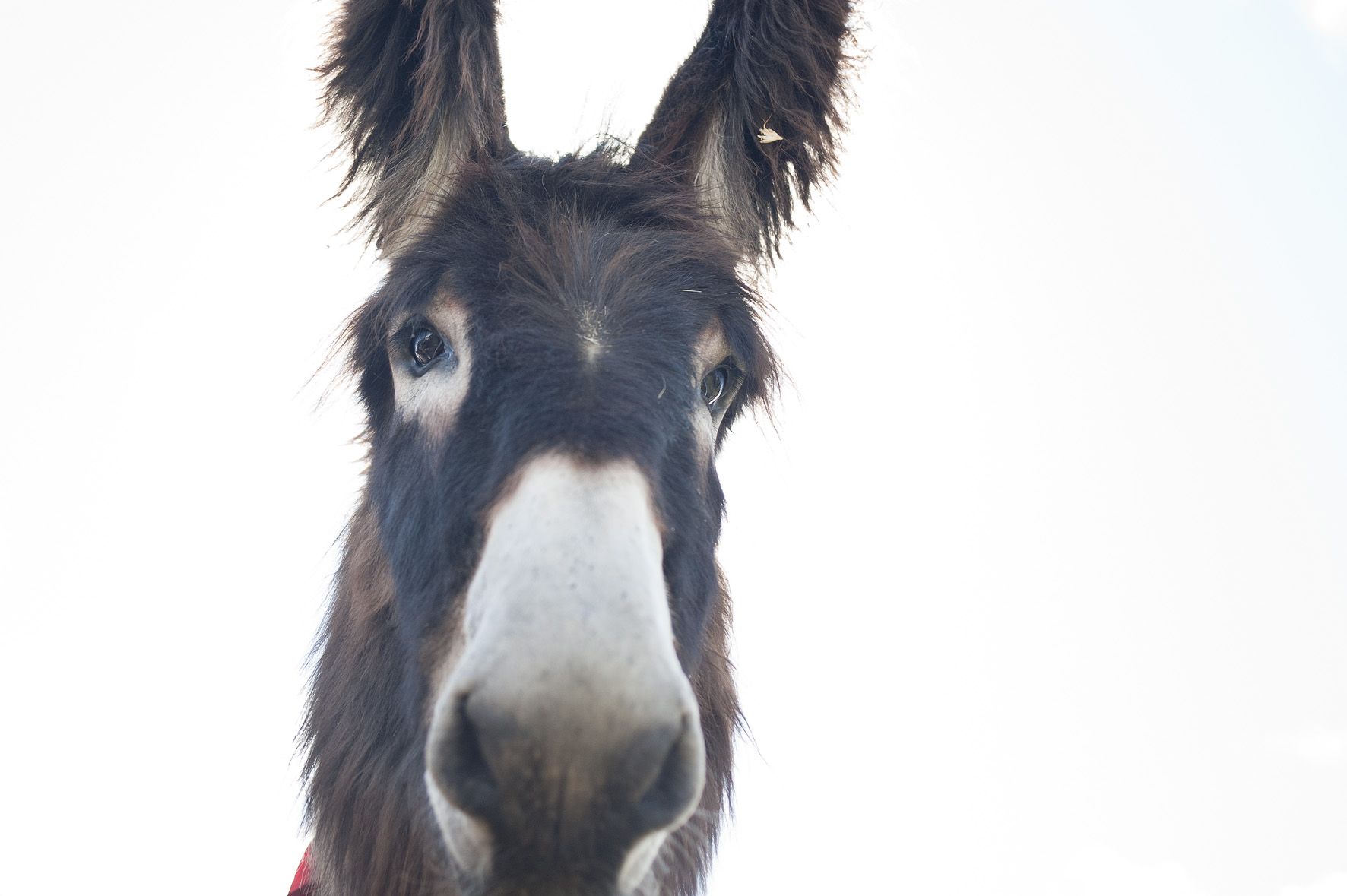 Burro  raza Zamorano Leonesa