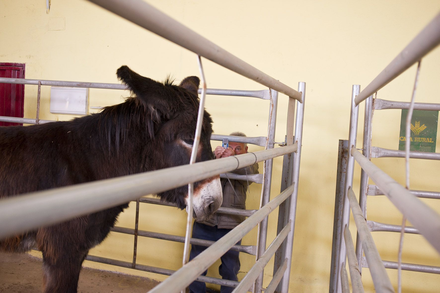 Burro  raza Zamorano Leonesa