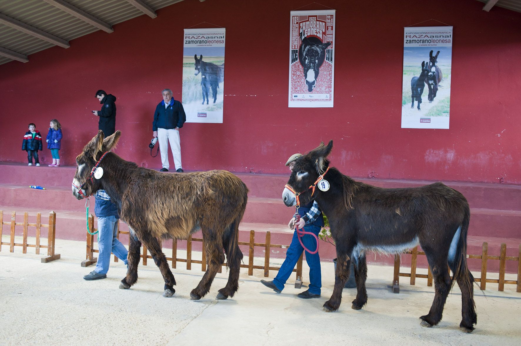 Subasta burro  raza Zamorano Leonesa San Vitero Zamora