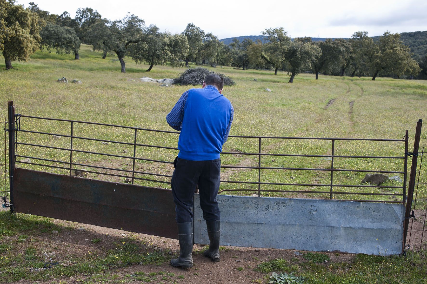 Las puertas de la dehesa Ruta del jamón ibérico dehesa de Extremadura