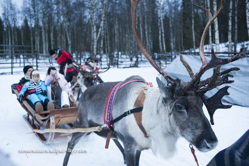 excursiones en Rovaniemi Finlandia granja de renos