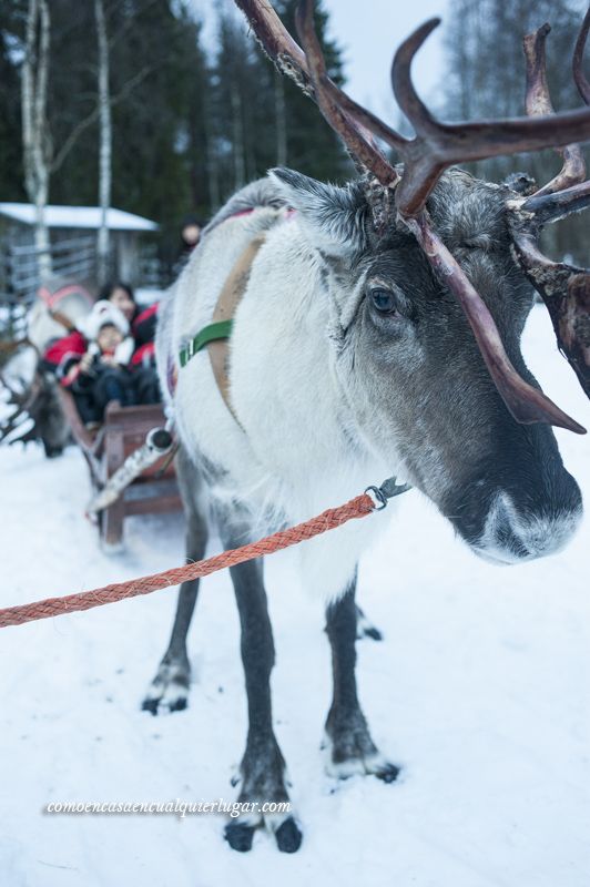excursiones en Rovaniemi Finlandia granja de renos