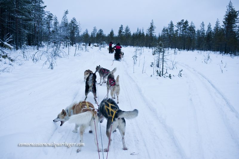 excursiones en Rovaniemi Finlandia trineo de perros