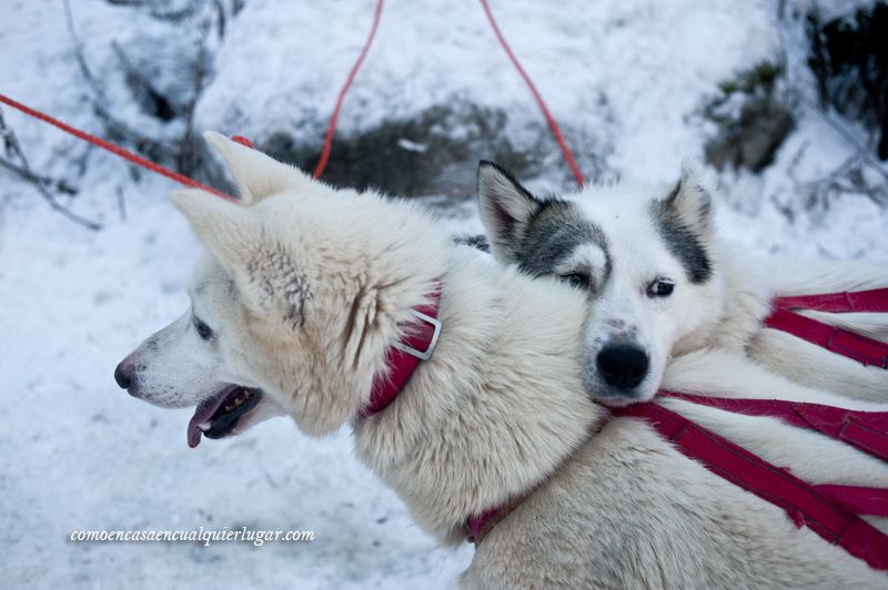 excursiones en Rovaniemi Finlandia trineo de perros
