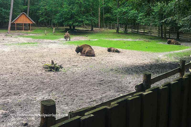 Qué ver en la isla de wolin, parque nacional bisontes