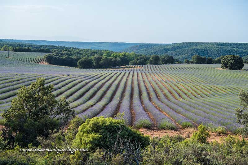 campos de lavanda de Brihuega