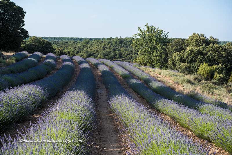 campos de lavanda de Brihuega