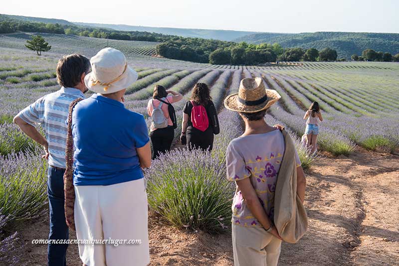 campos de lavanda de Brihuega