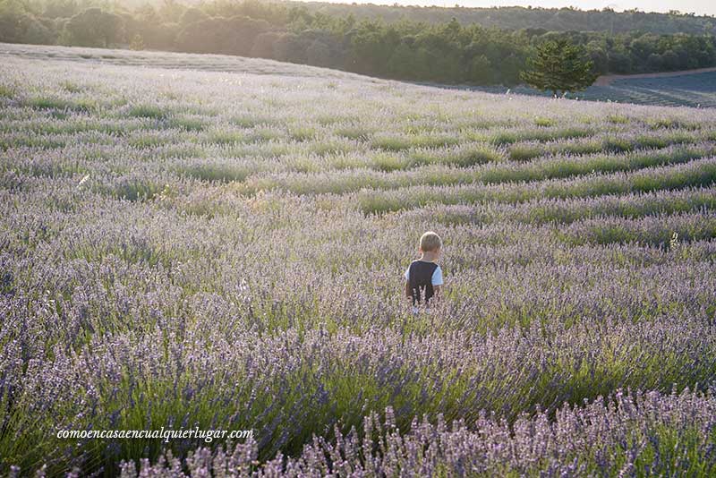 campos de lavanda de Brihuega