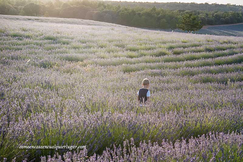 campos de lavanda de Brihuega