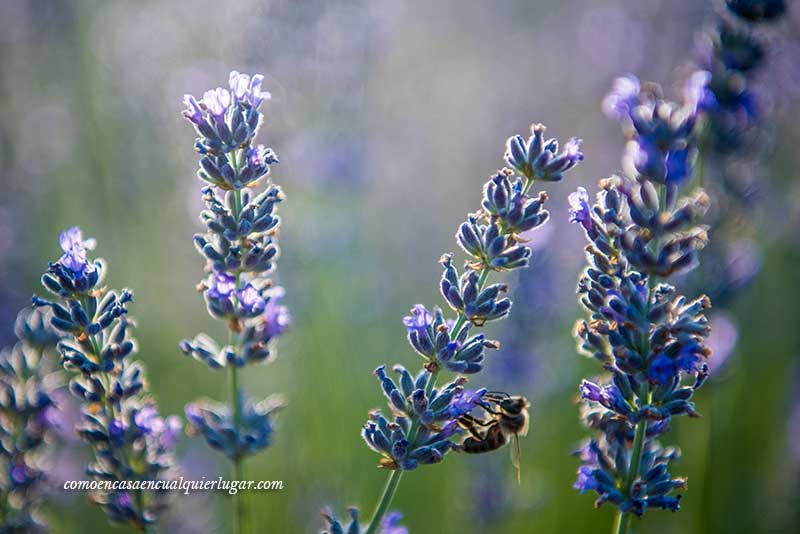 campos de lavanda de Brihuega