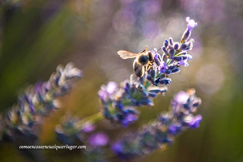 campos de lavanda de Brihuega