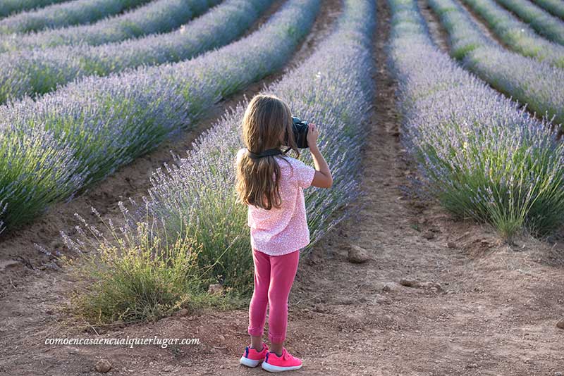 Los campos de lavanda de Brihuega