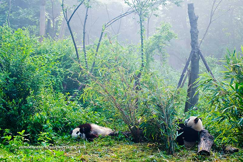 osos pandas en china