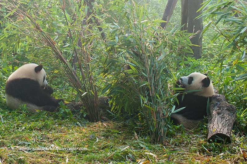 osos pandas en china