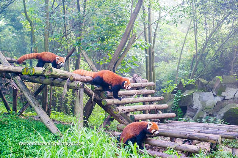 osos panda en china