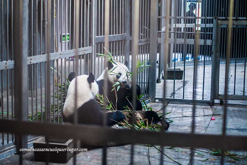 osos pandas en china