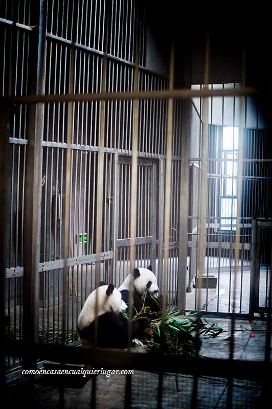 osos pandas en china