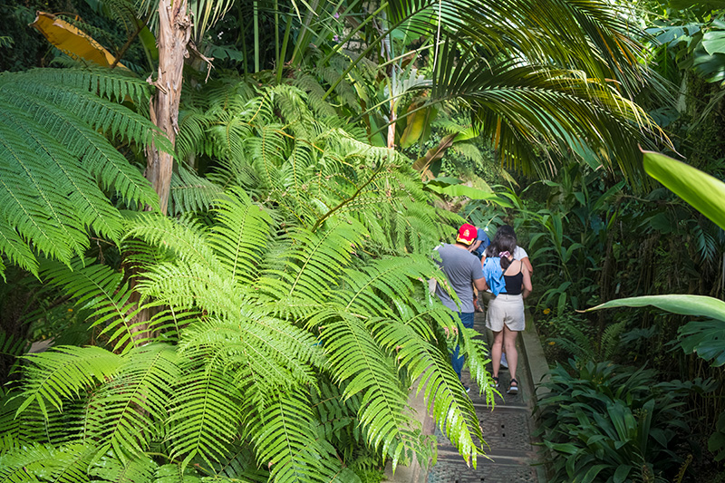 oasis en Madrid, jardín botánico