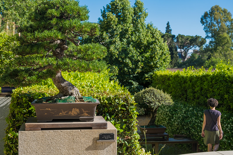 foto de un bonsaí grande sobre una piedra, una persona a la derecha, con esta perpestiva se ve el tamaño del bonsaí, un oasis en Madrid, jardín botánico