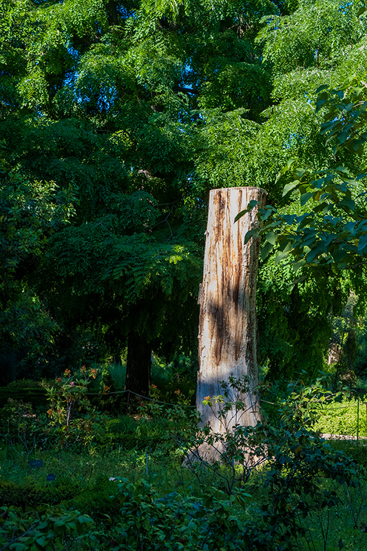 Foto de un árbol talado en que solo han dejado la mitad del tronco, el jardín botánico