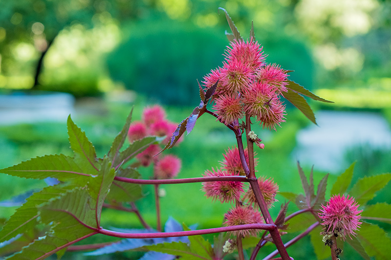 foto Detalle de una flor roja con pinchos en el jardin botánico 