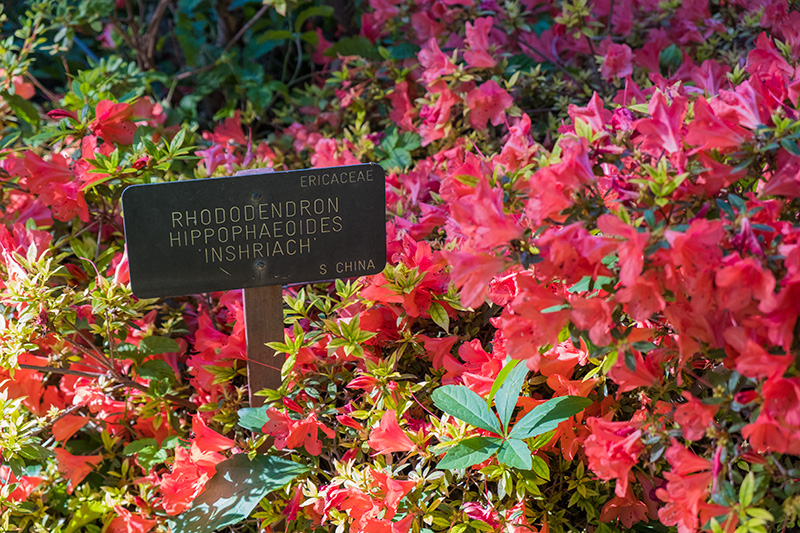 Foto de unas plantas con sus hojas rojas y un cartel en latín que dice su nombre. rhododendron hippophaeoide de china