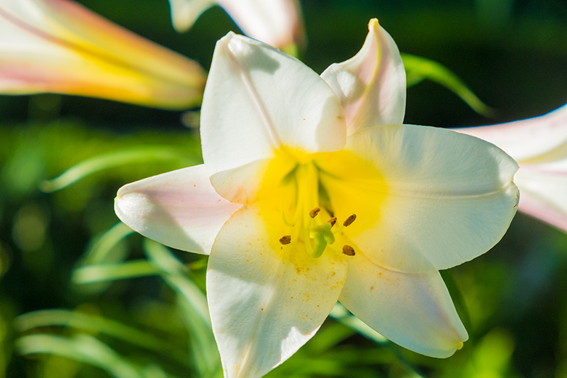 Foto en primer plano de un flor blanca y amarilla